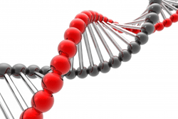 DNA structure