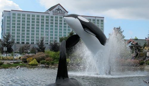 Orcas swimming near the Tulalip Casino resort