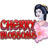 Cherry Blossoms